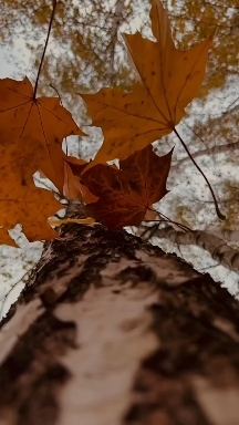 Herbst Love