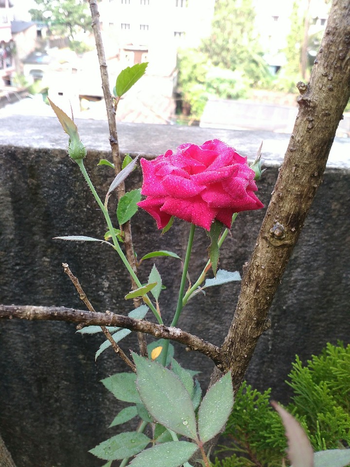 Rose at my home!