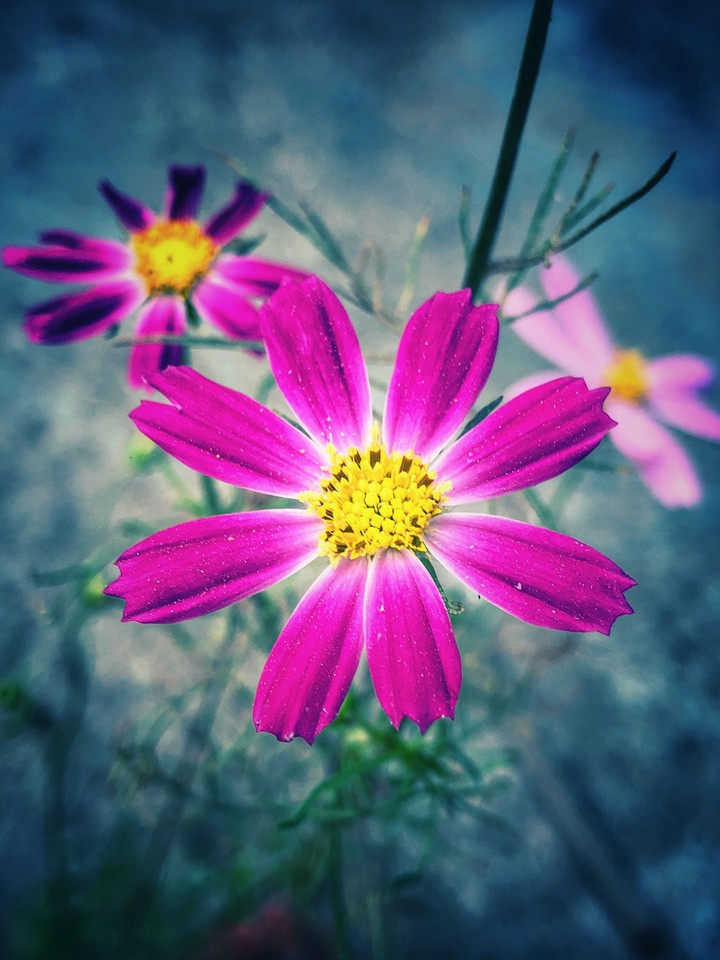false daisy