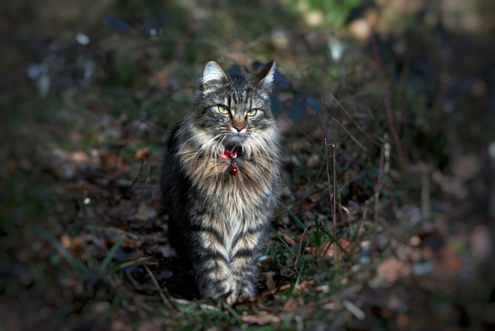 Forest cat