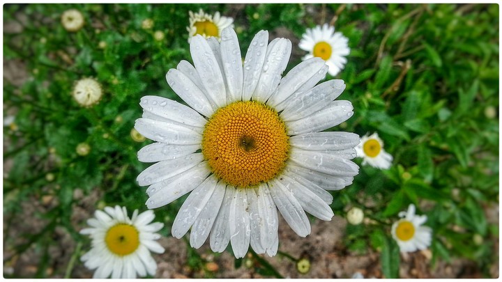awesome flower
