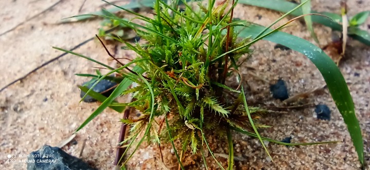 Grass