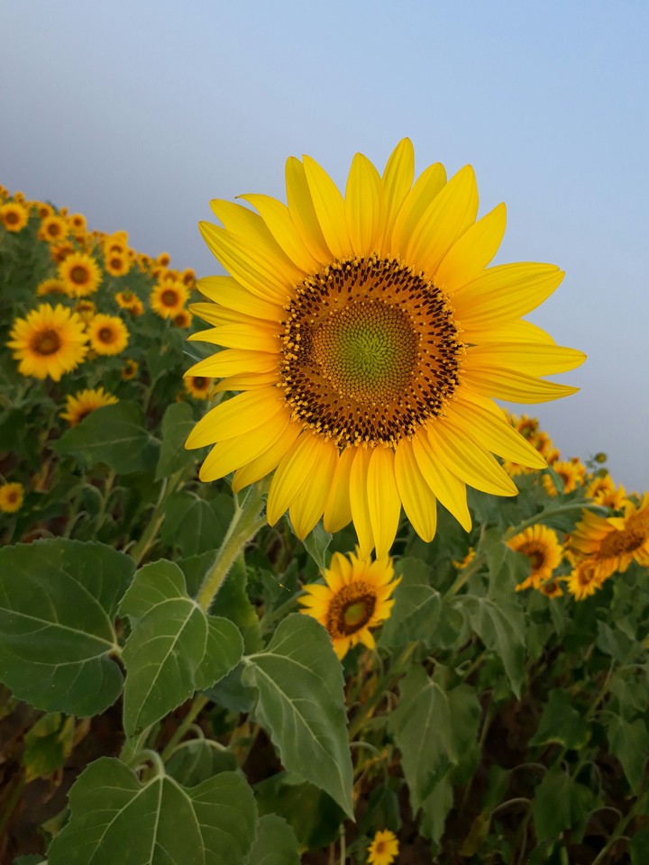 sunflower