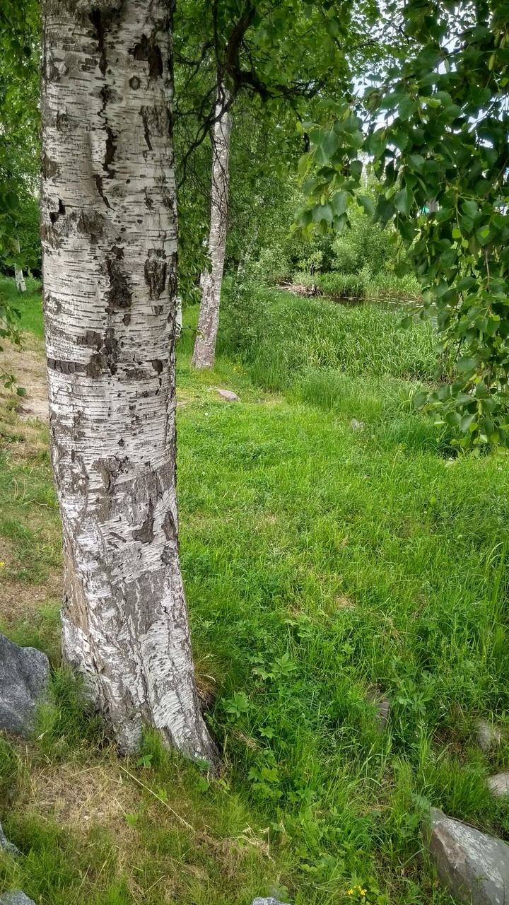берёзка