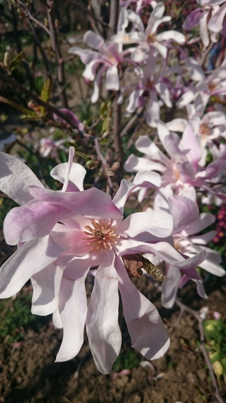 flowers