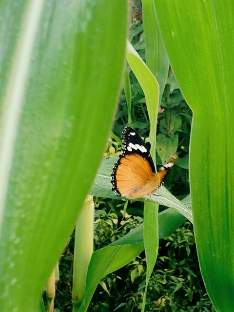 sfondi leaf, commodity