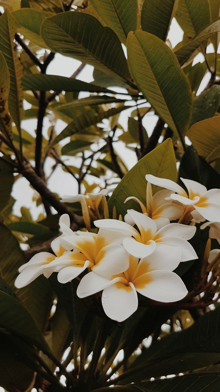 pretty flowers