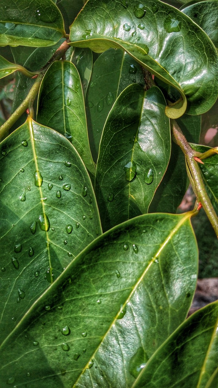 leaves