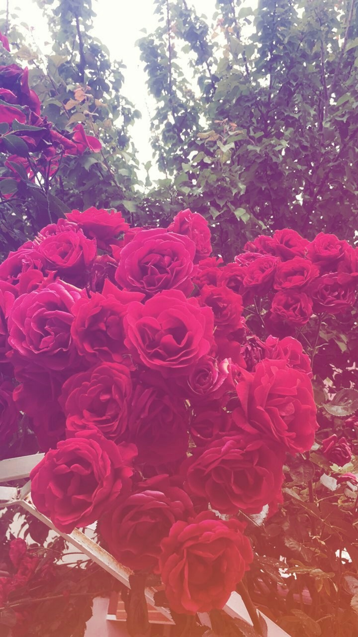 rose