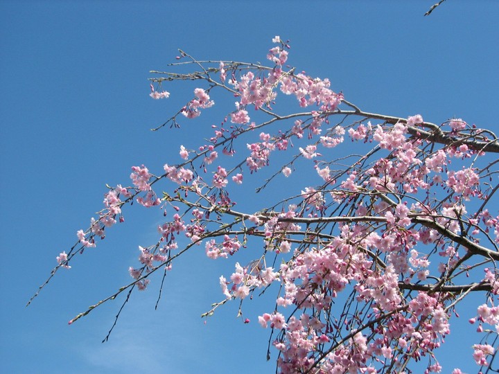 blossoms