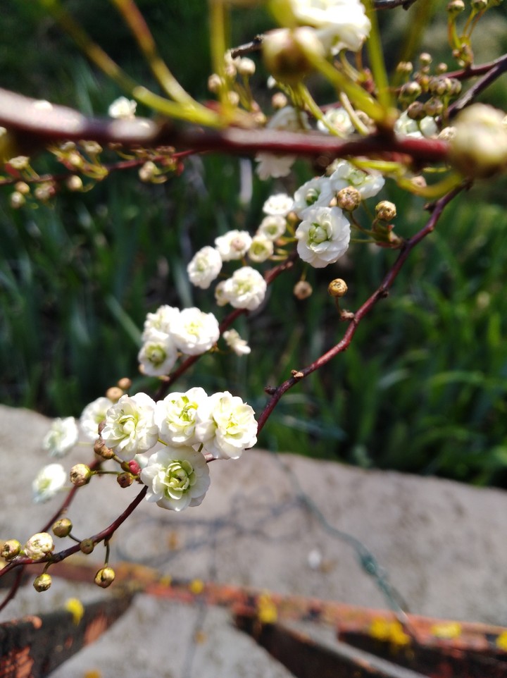 roselline bianche