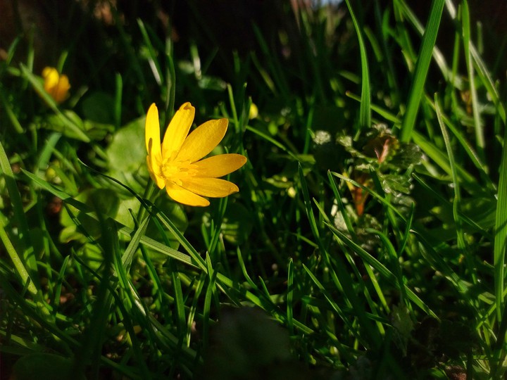 flower