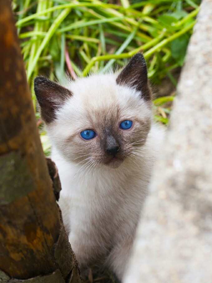 Siamese