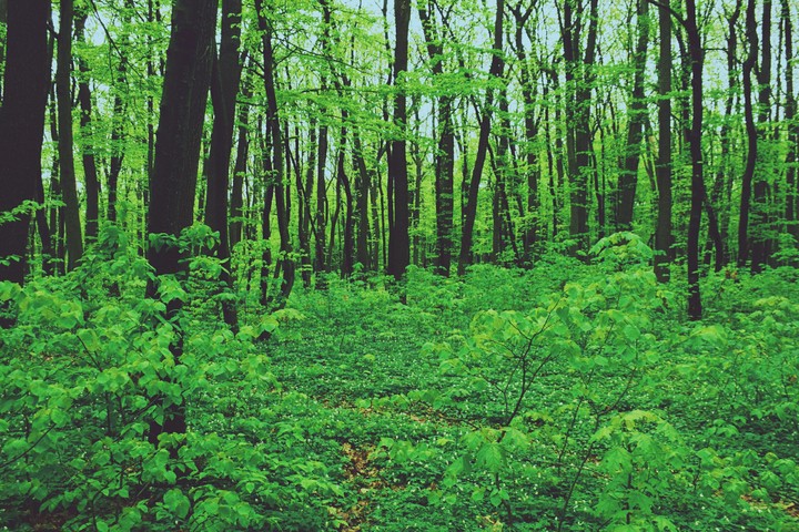 Green atmosphere?