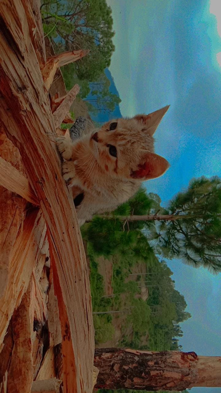 cute cat ?