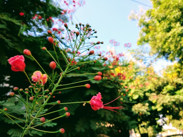 Flowers