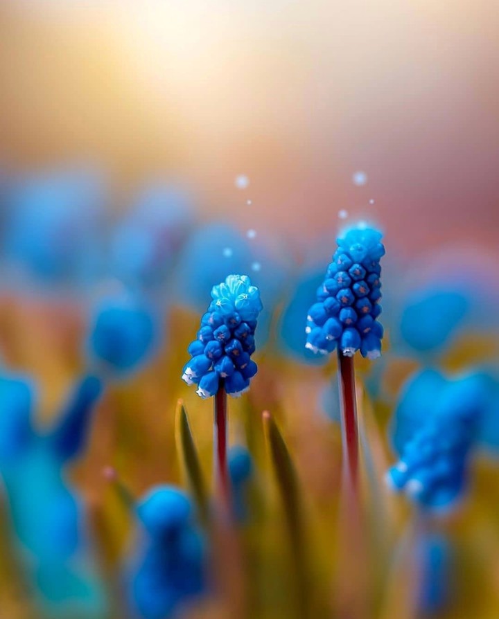 Muscari