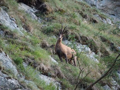 Fawn, goat-antelope Hintergrundbilder