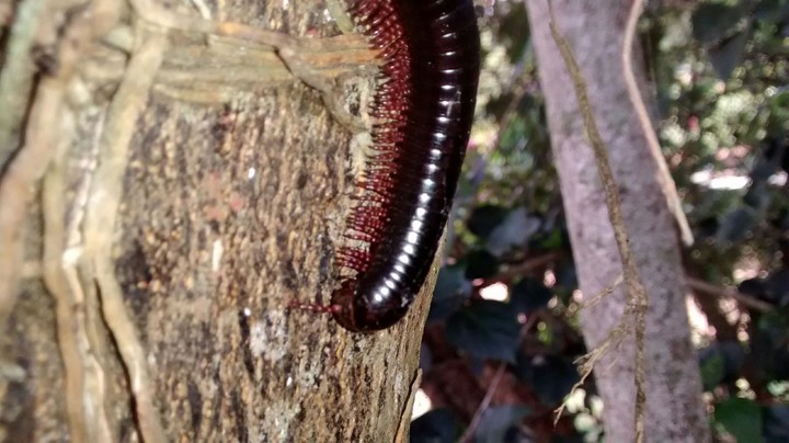 insecto