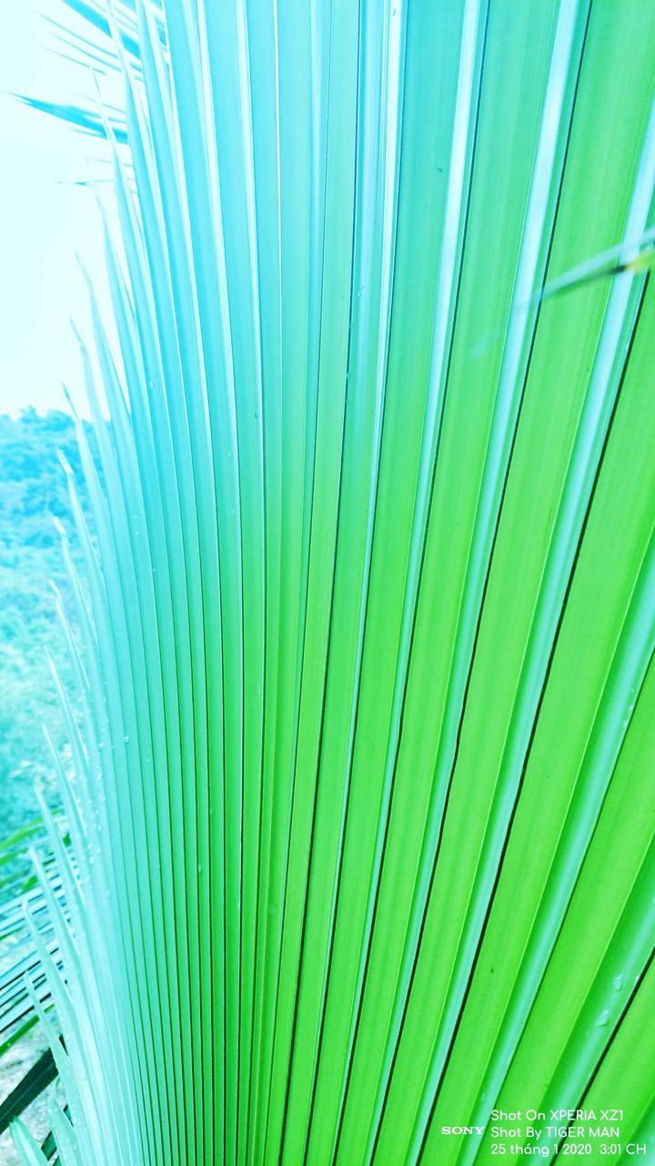 Chartreuse