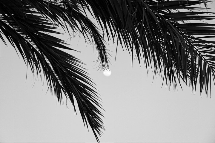 palm and moon