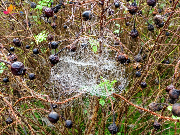 spider web