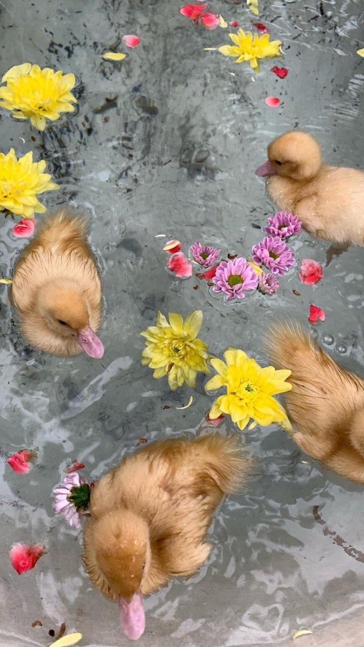 Ducklings