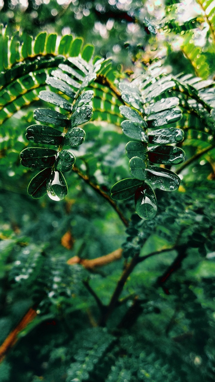monsun tree with water drops