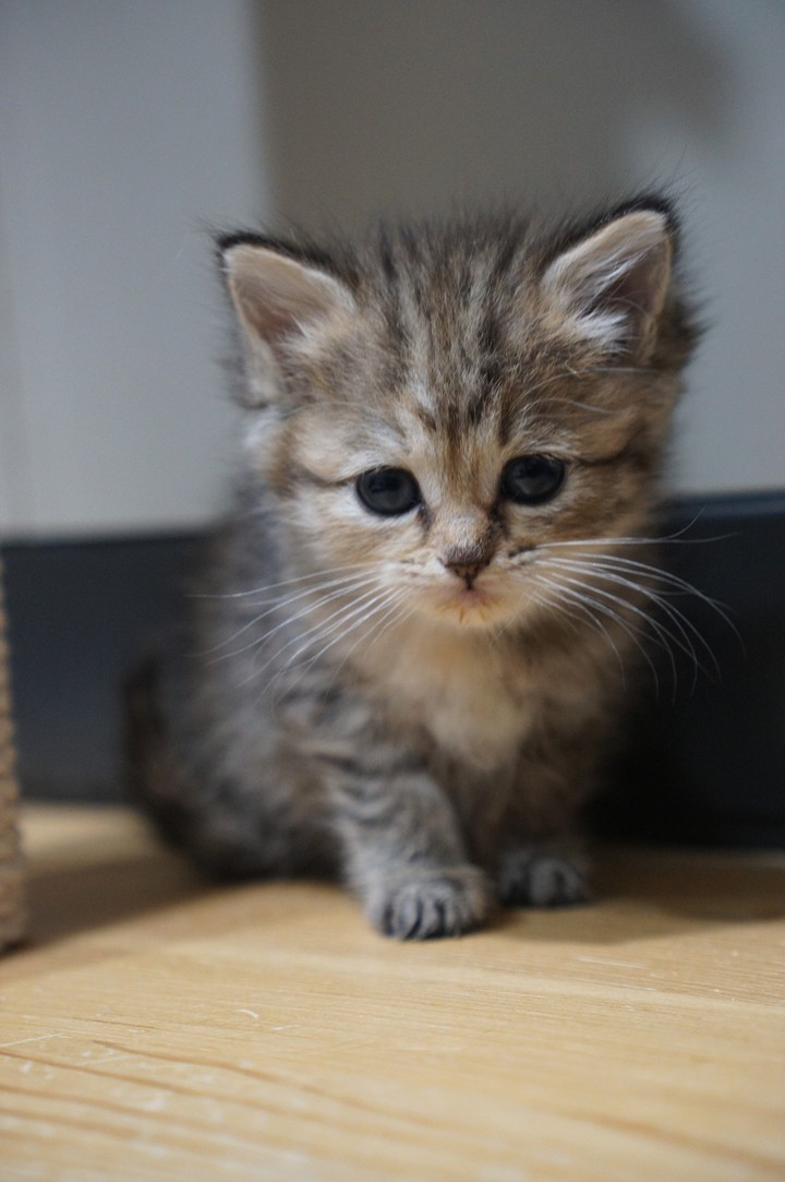 cute cat