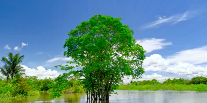 tree