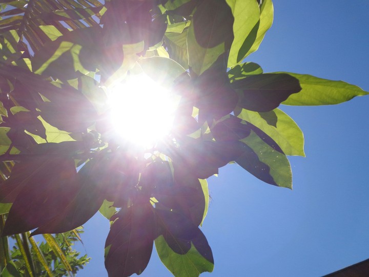 Sun, tree, sky