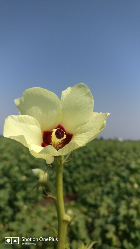 #flower #farm