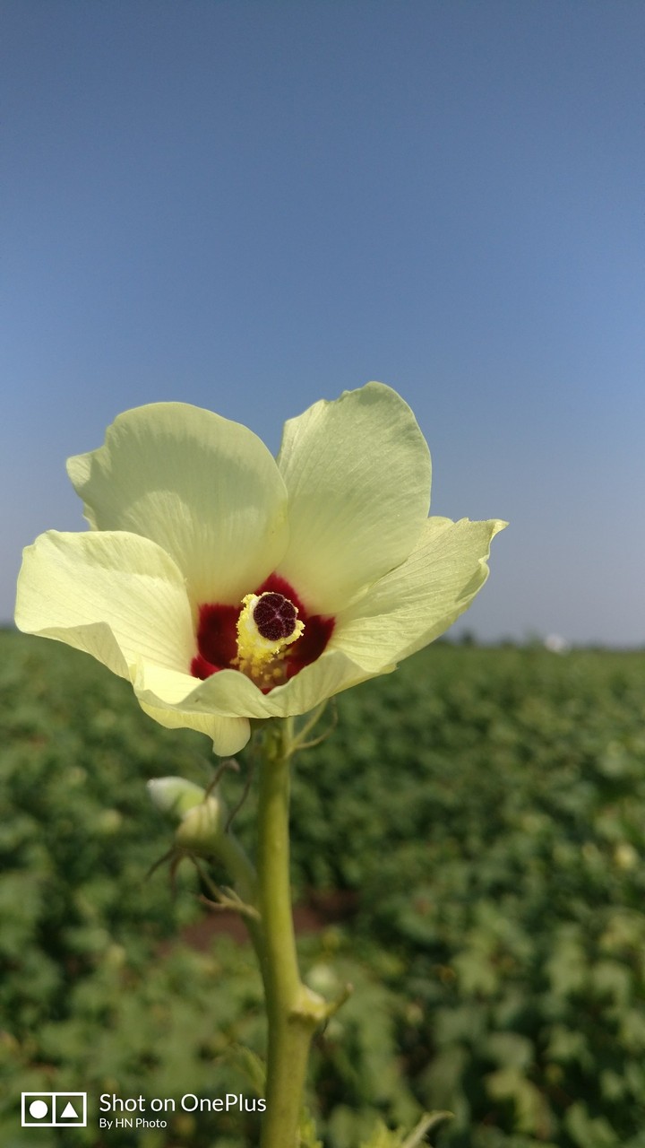 #flower #farm