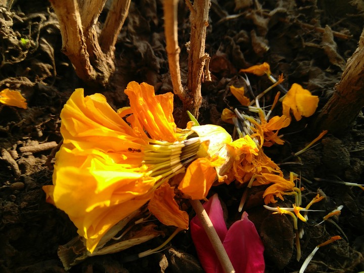 Marigold