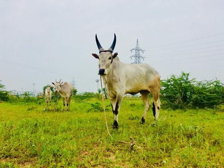 Kangayam