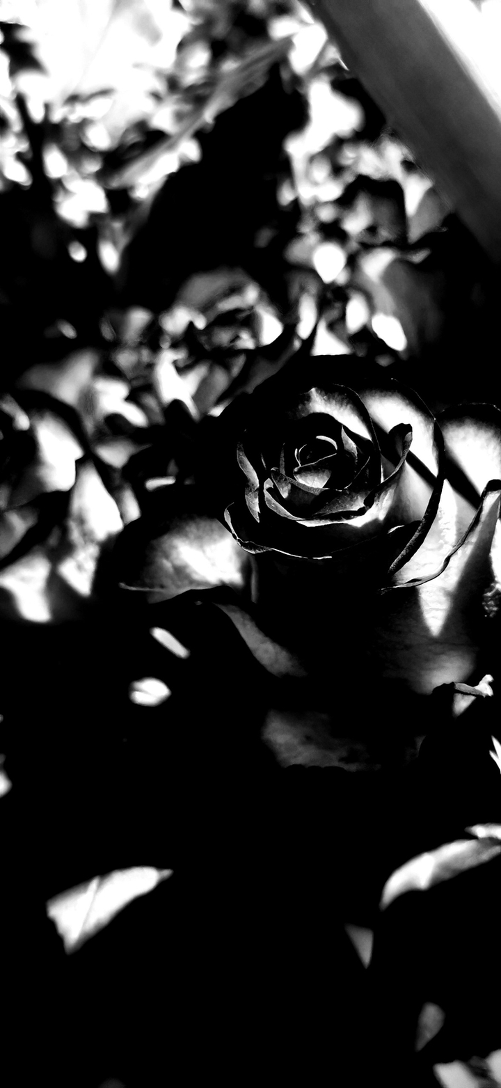 flower black and white blume schwarz und weiss