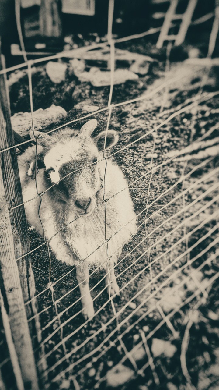 greenlandic sheep