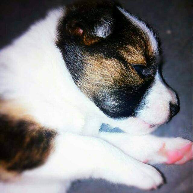 dog