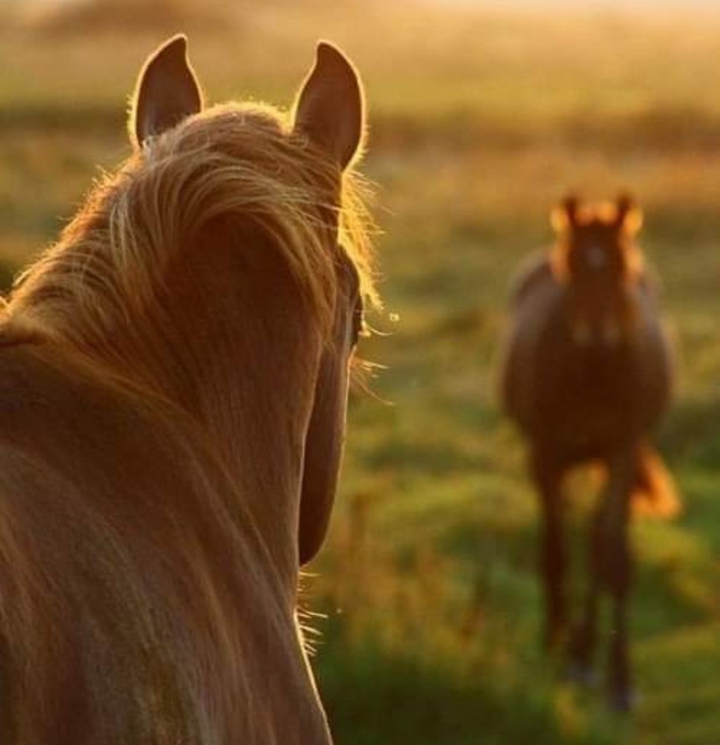 horse