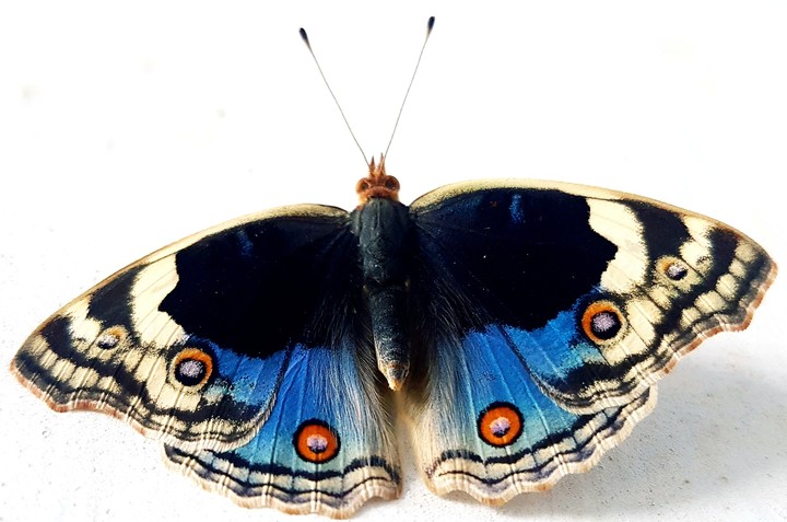 butterfly