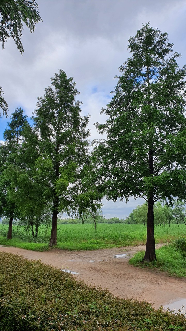 nature