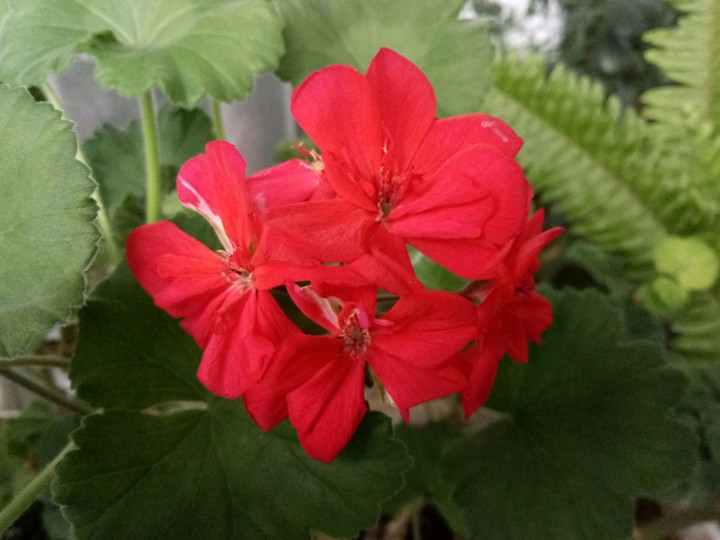 Red Geranium