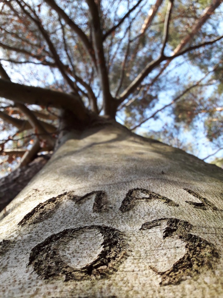 My tree?