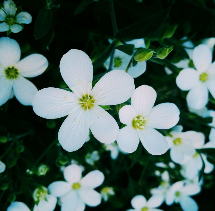 Flower.