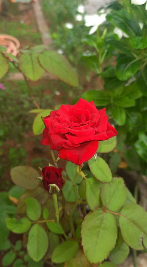 Rose