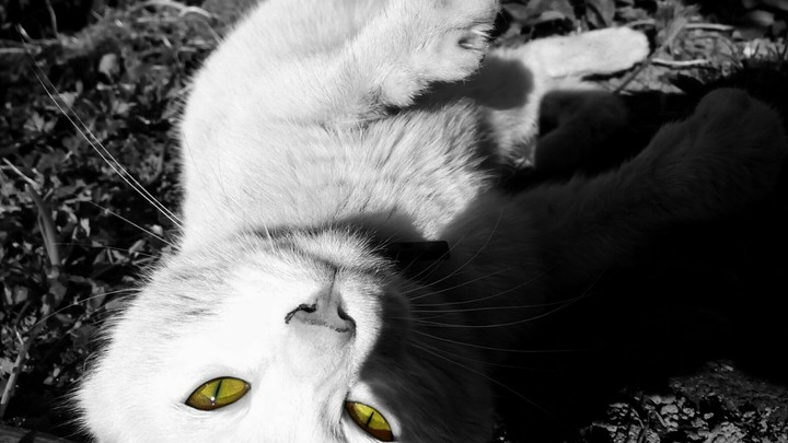 meow