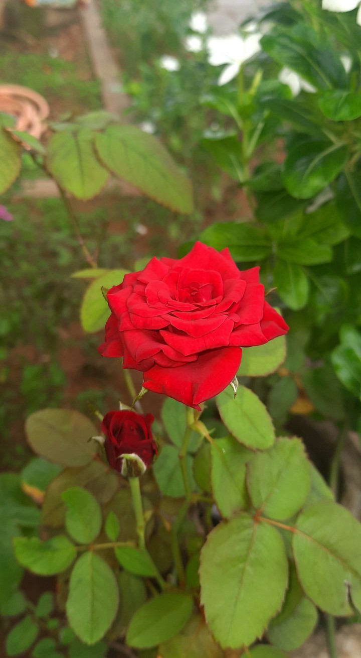 Rose