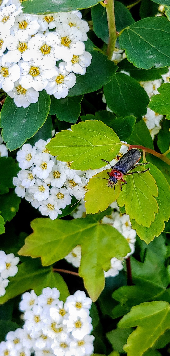 Flora