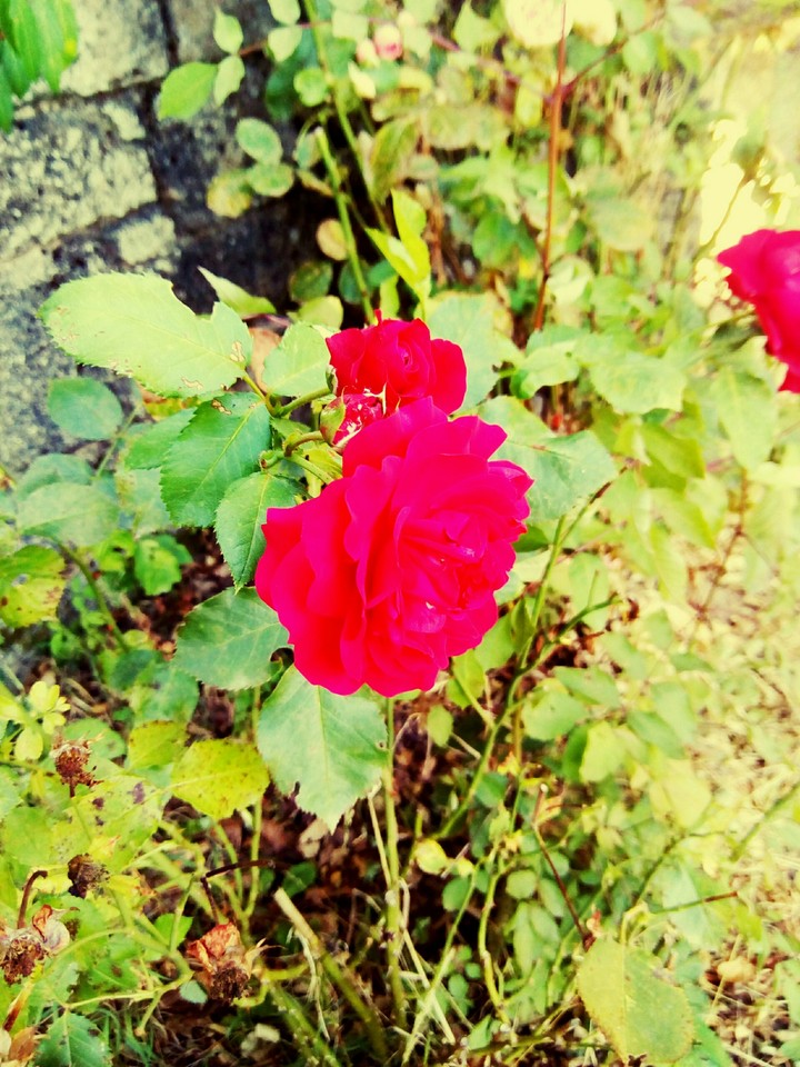 Roses