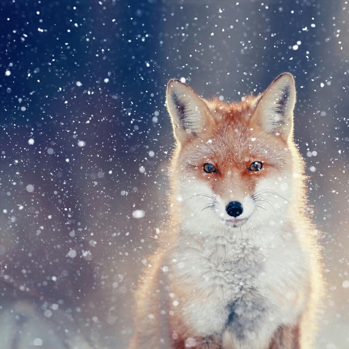 fox